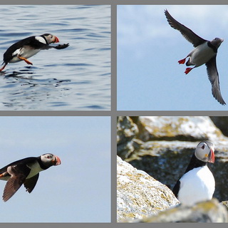 Måstad - Puffins